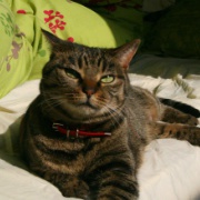 愤怒的花房姑娘的厨房