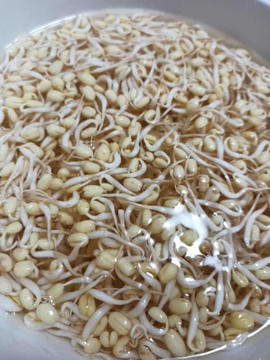 可乐瓶生绿豆芽（附豆芽做法）