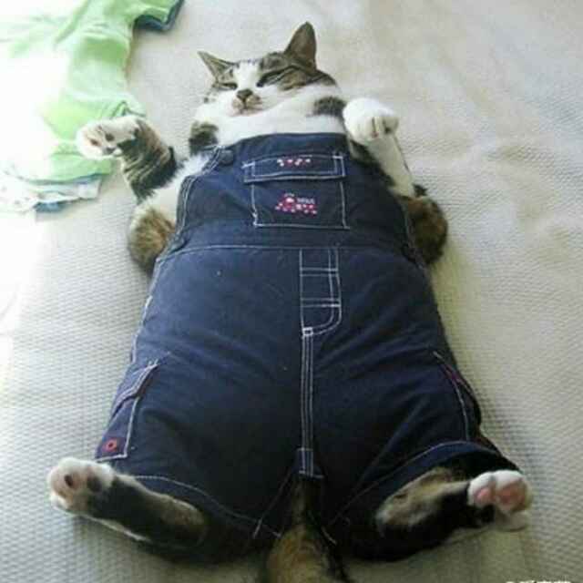 白乐愉