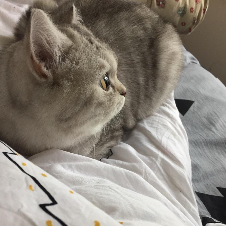 萌萌团子少