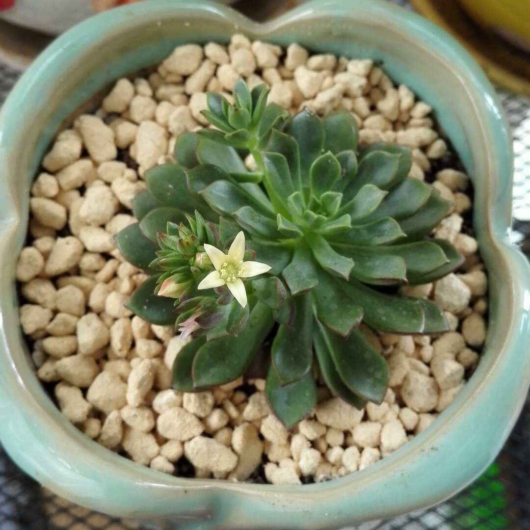 新手再现江湖