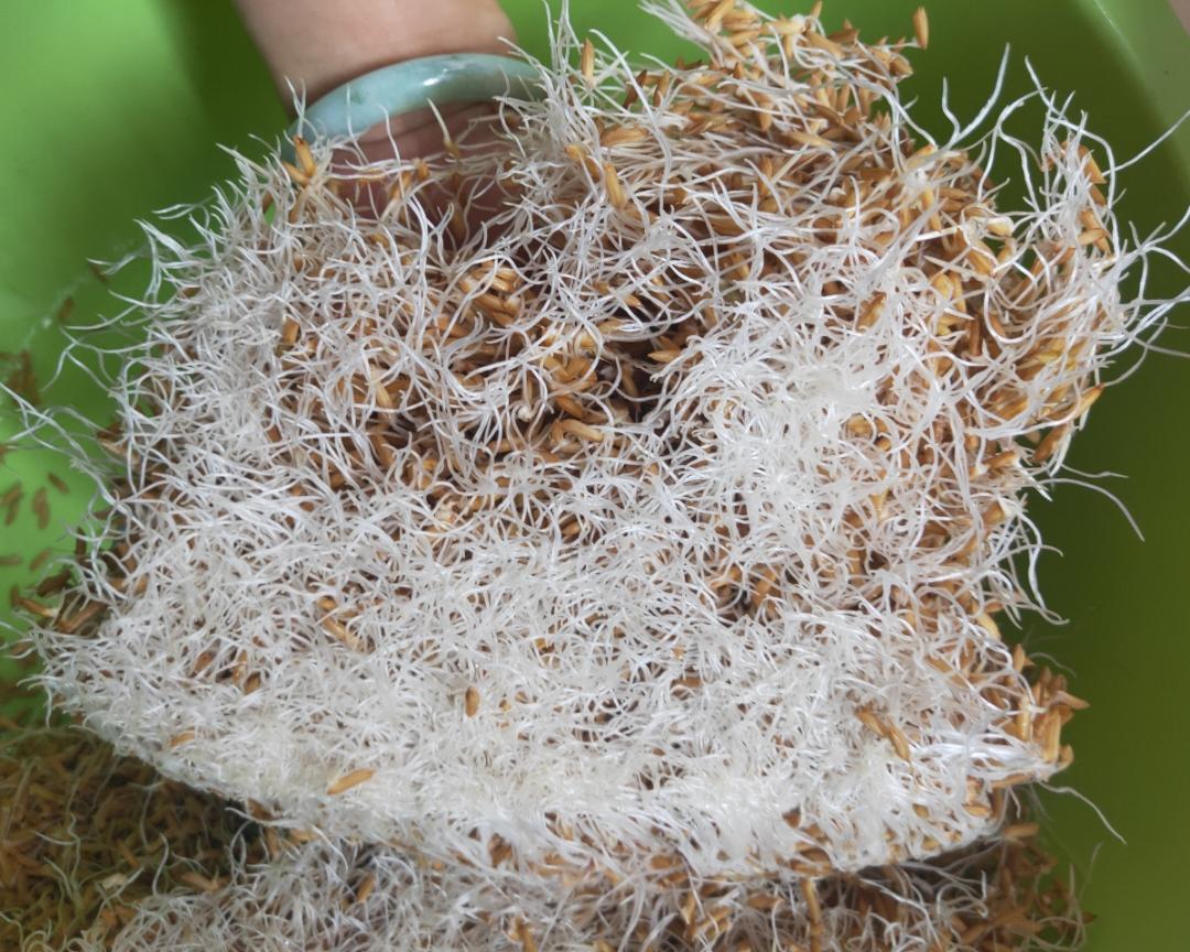 谷芽粑(儿时念)