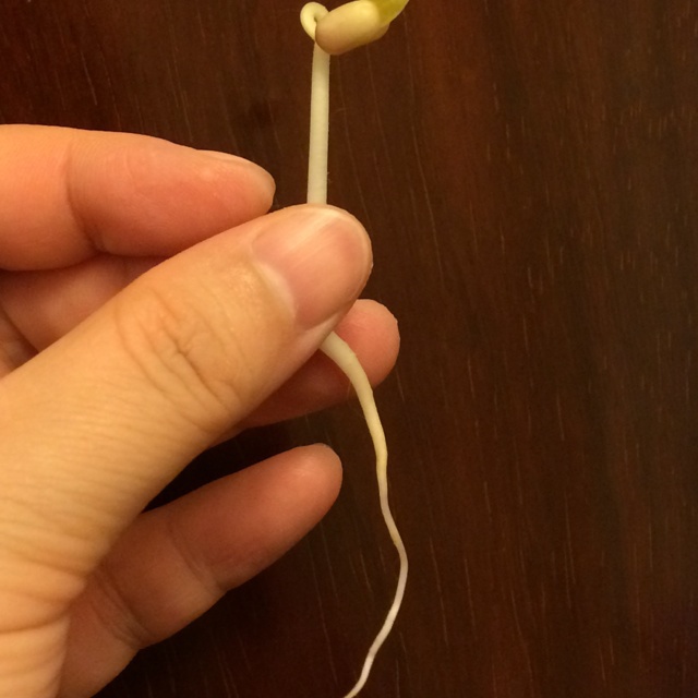 自制豆芽