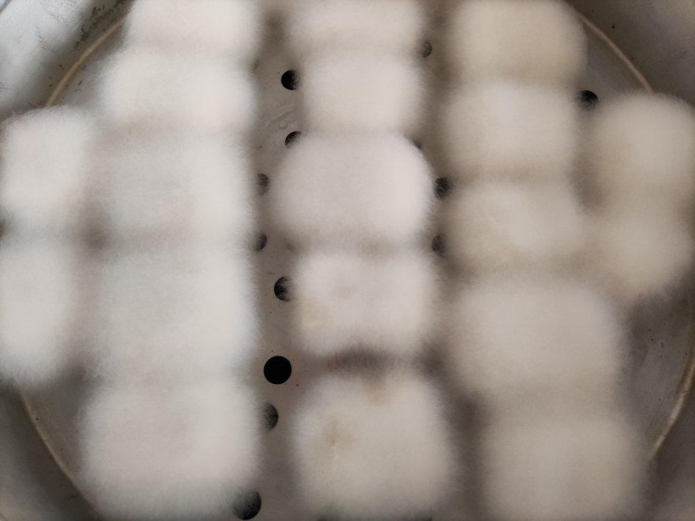 毛豆腐（狐狸一样的毛）