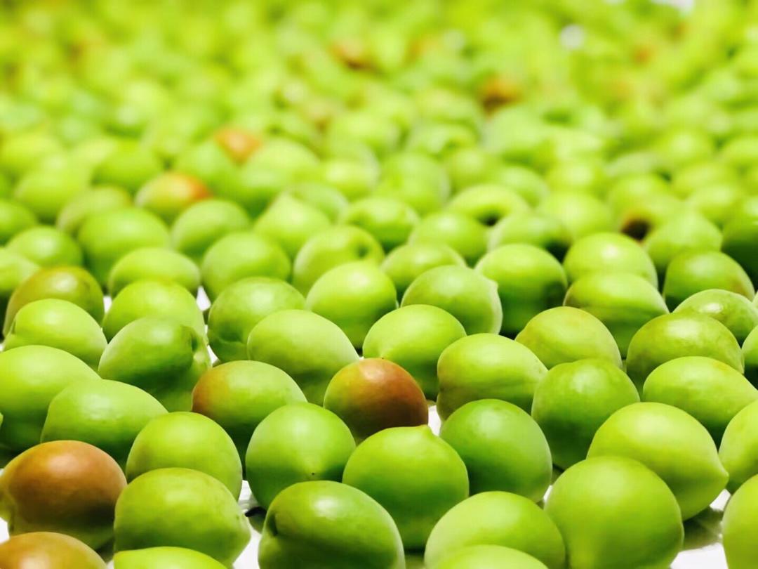 【青梅酒】梅子的沉醉时光（已填坑）