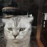 大肥猫三号