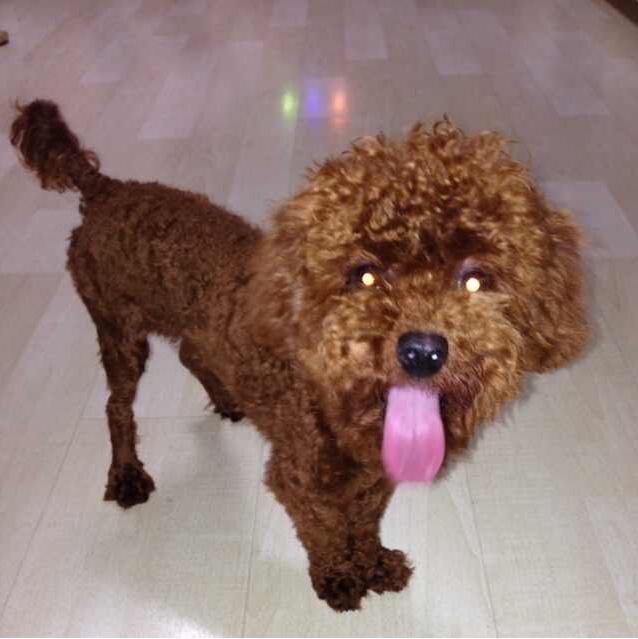 小米丫和小黑糖