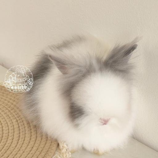 步步BuBu