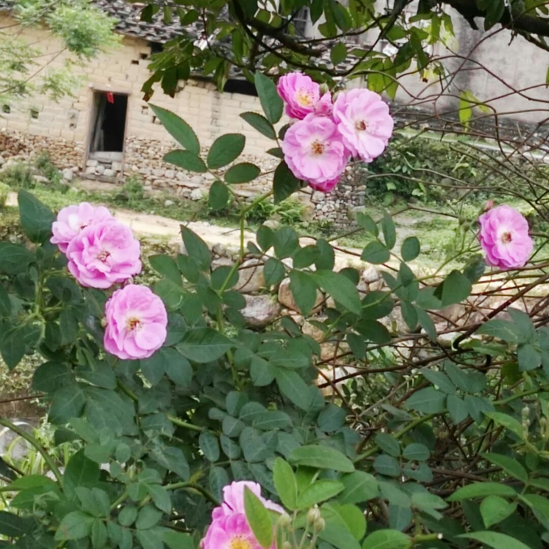 手机用户2715_hen9