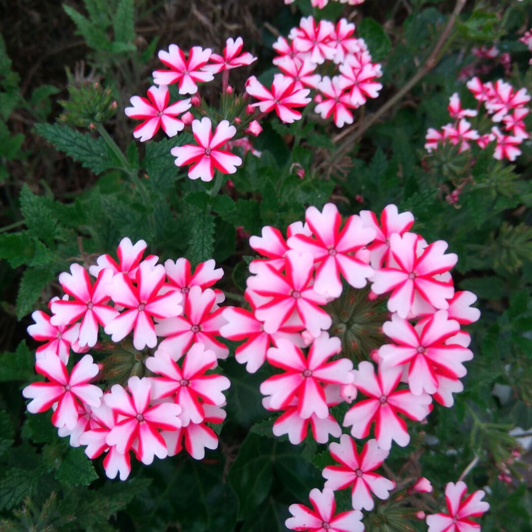 手机用户6408_j0iz的厨房