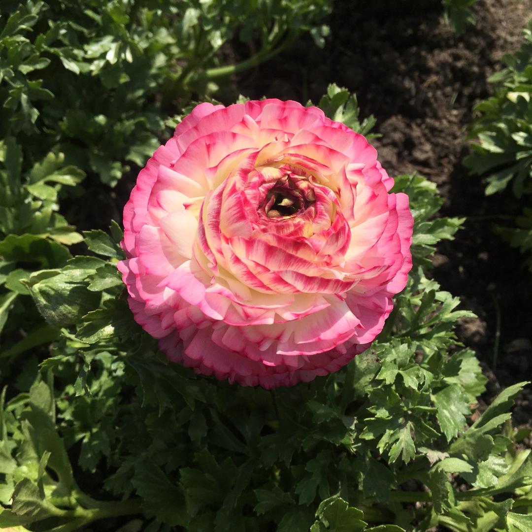 夜空中最亮的Xin