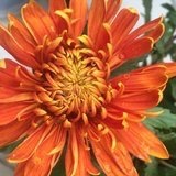 手机用户1136_ean0