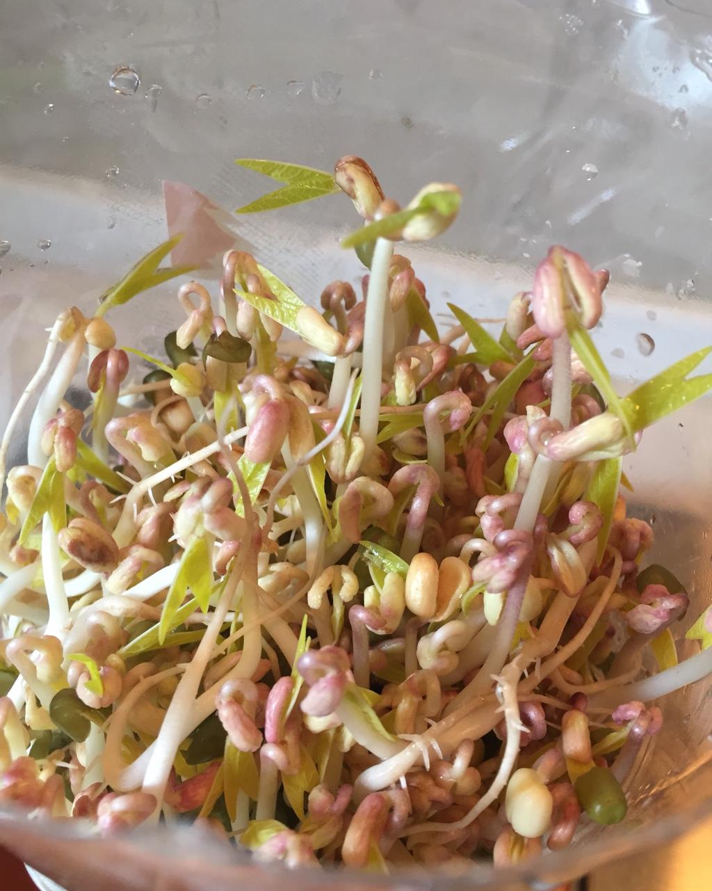 自发豆芽（可乐瓶发豆芽0失败！）