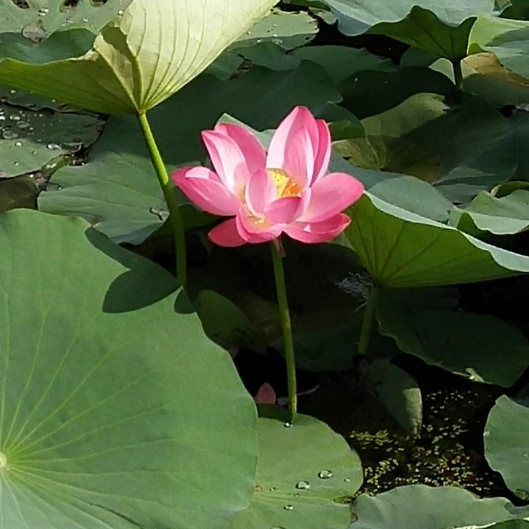 努力学习中加油加油