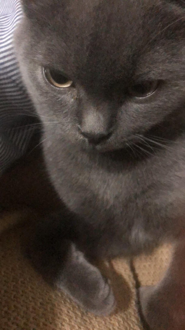 猫咪猫饭