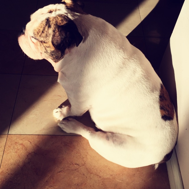 狗狗鲜食——番茄炖牛肉