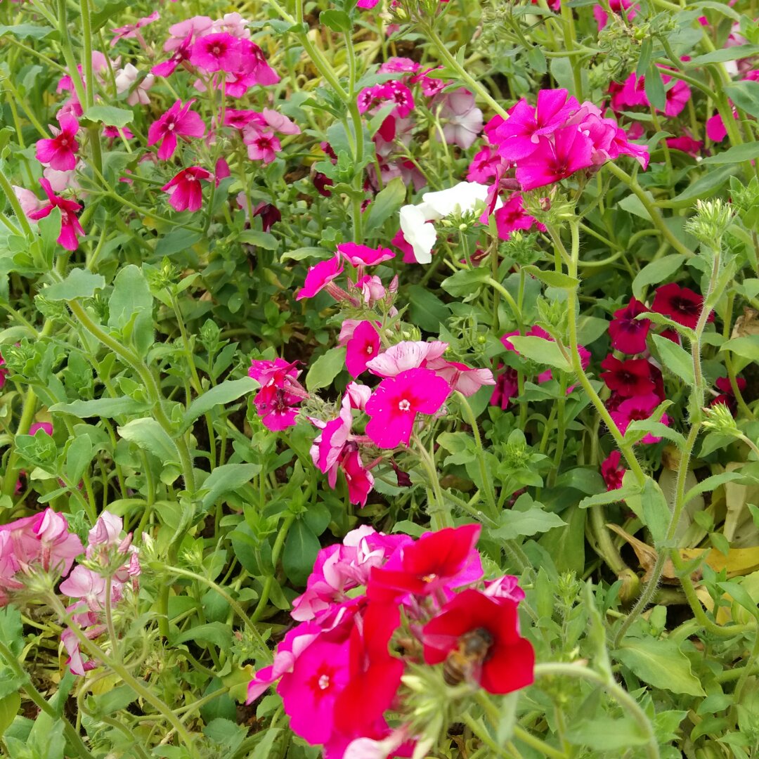 夏日纤扬茶