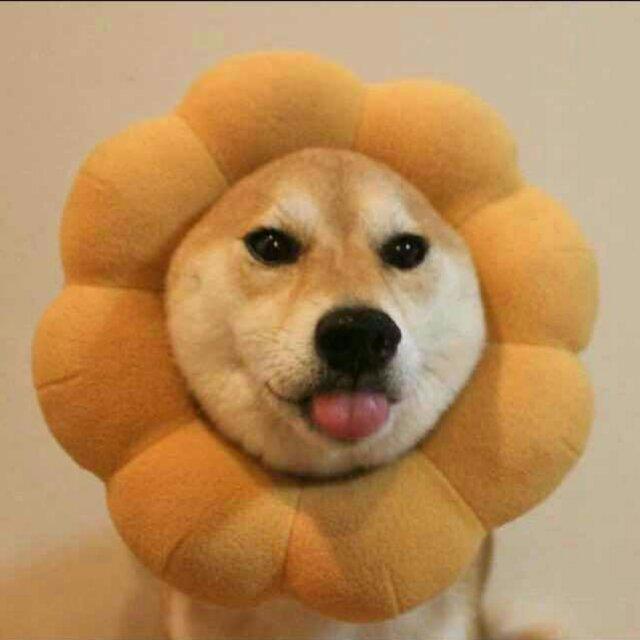 比斯巨兽