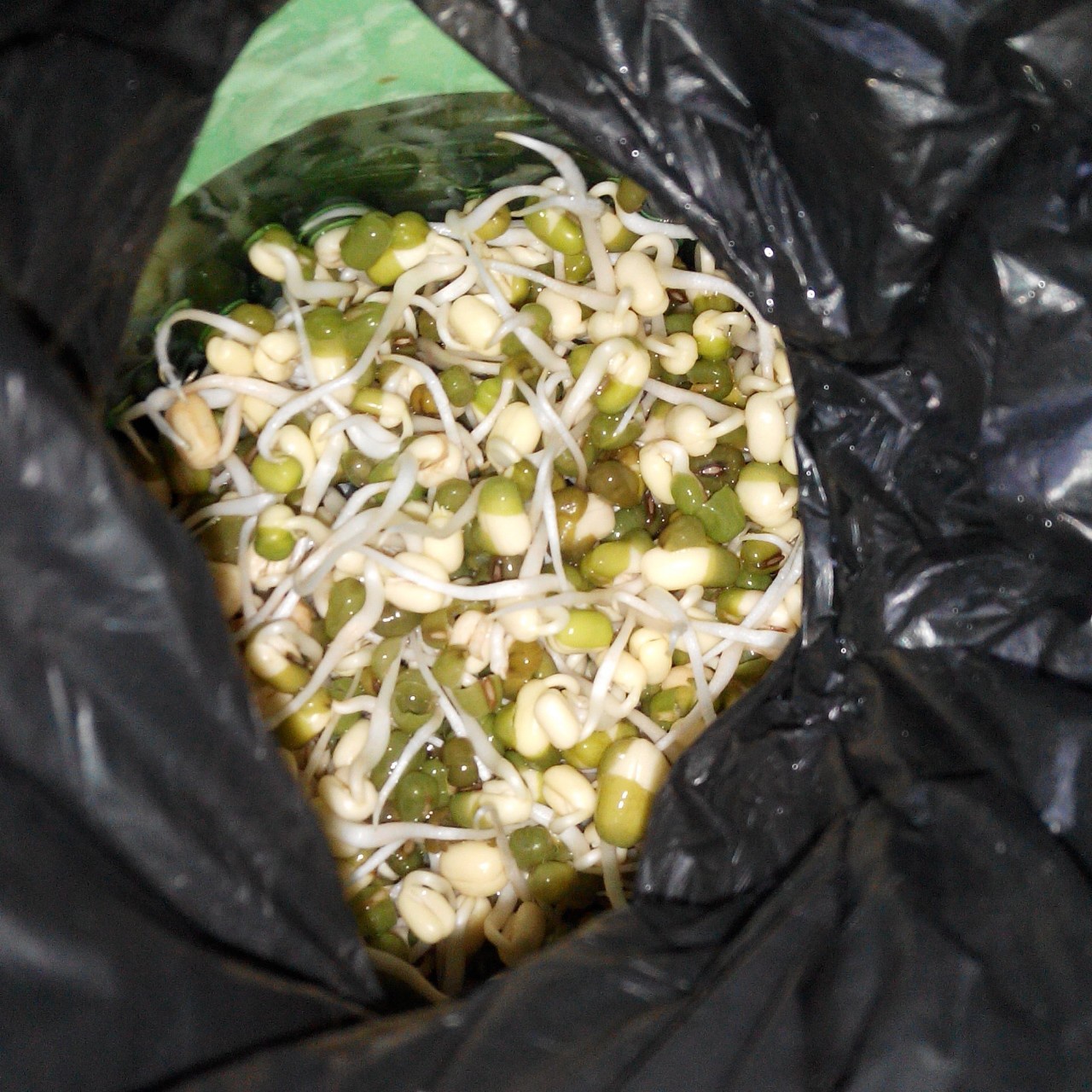 自发豆芽（可乐瓶发豆芽0失败！）