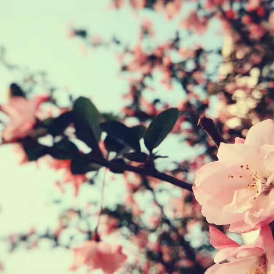 静待花开满园