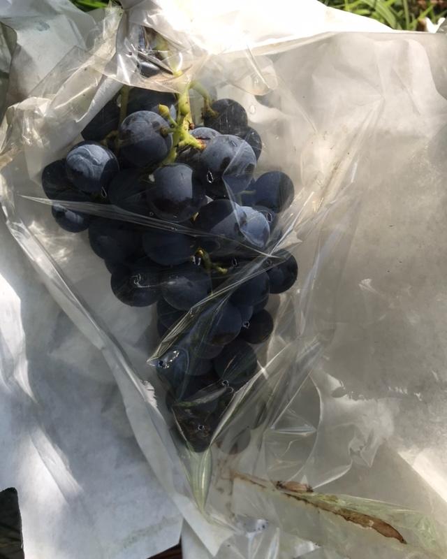 自制葡萄酒