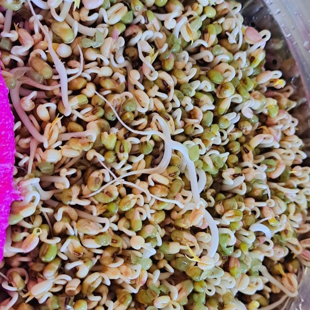 自发绿豆芽/自生豆芽/自制豆芽