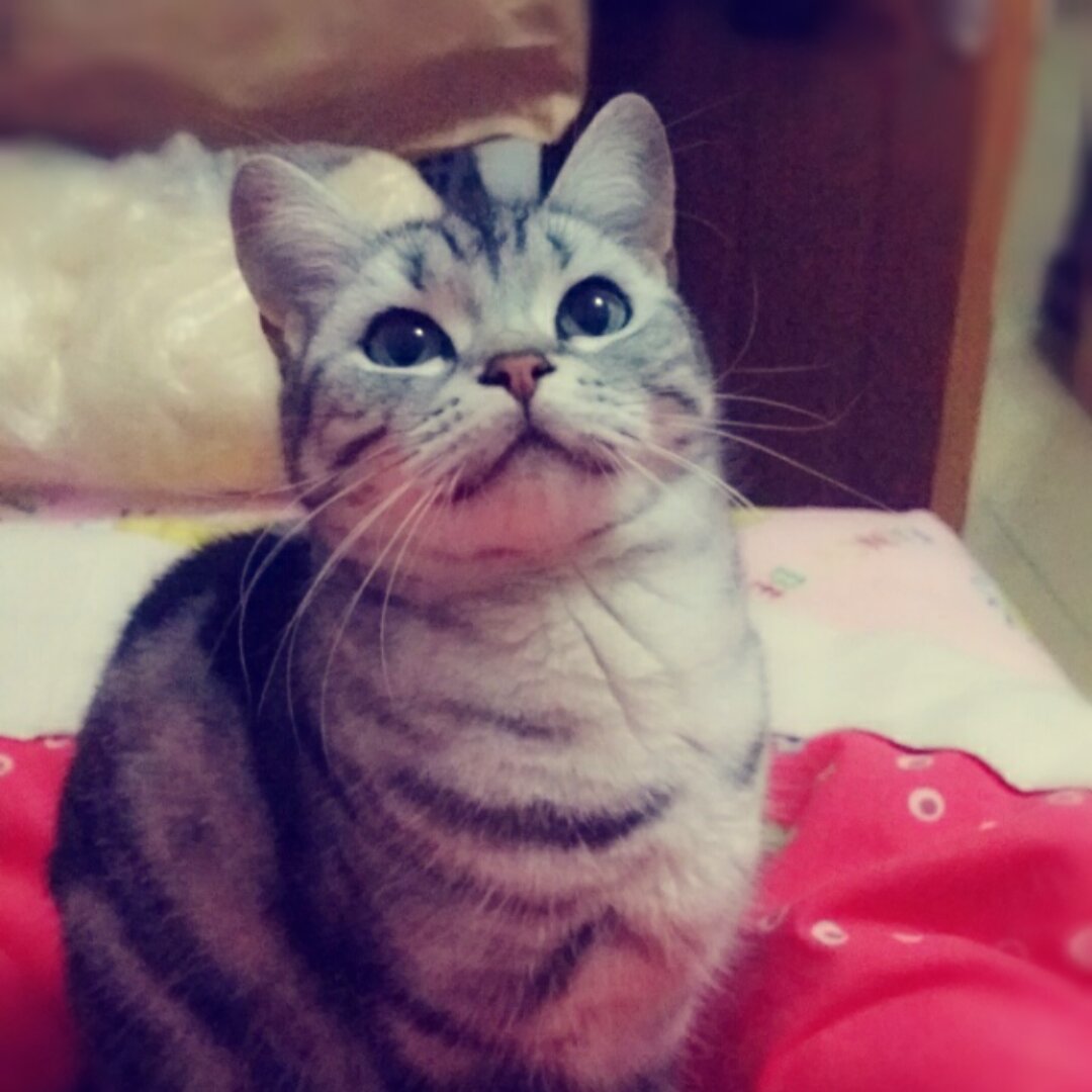 我叫猫小六