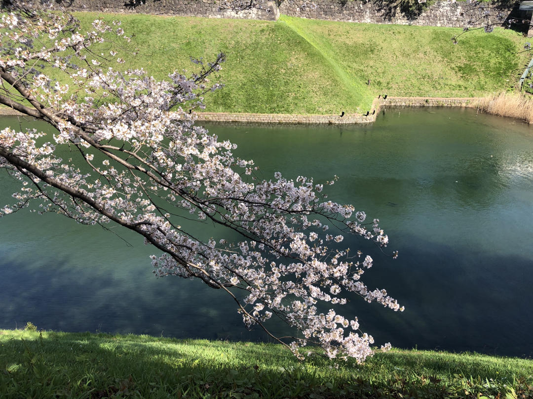 日本お菓子大集合