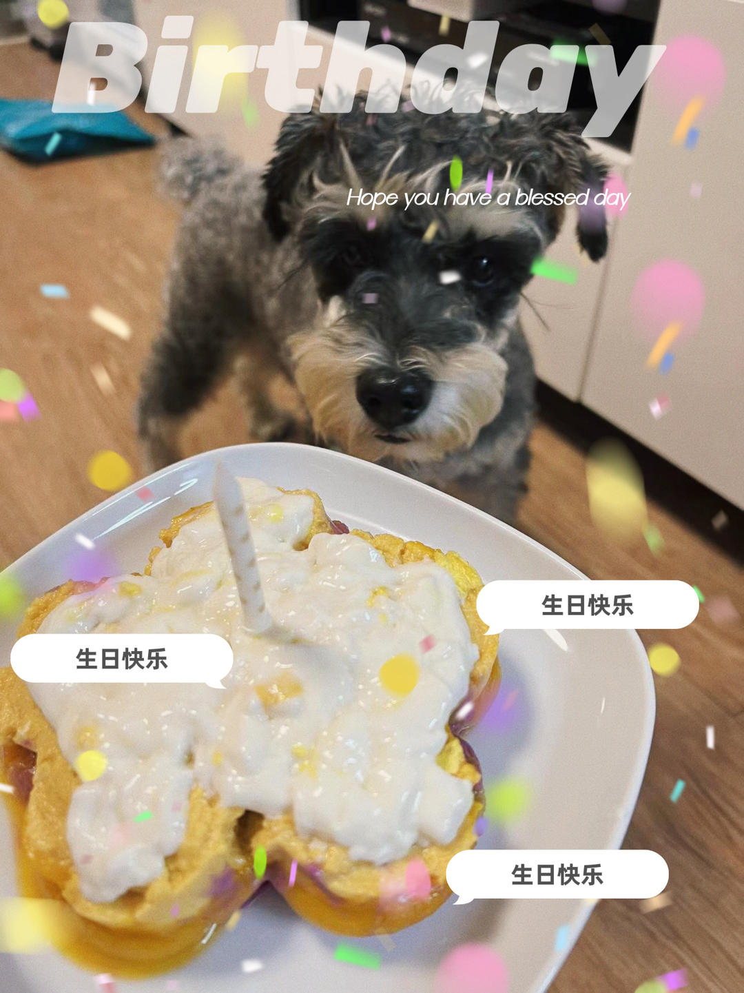 宠物蛋糕
