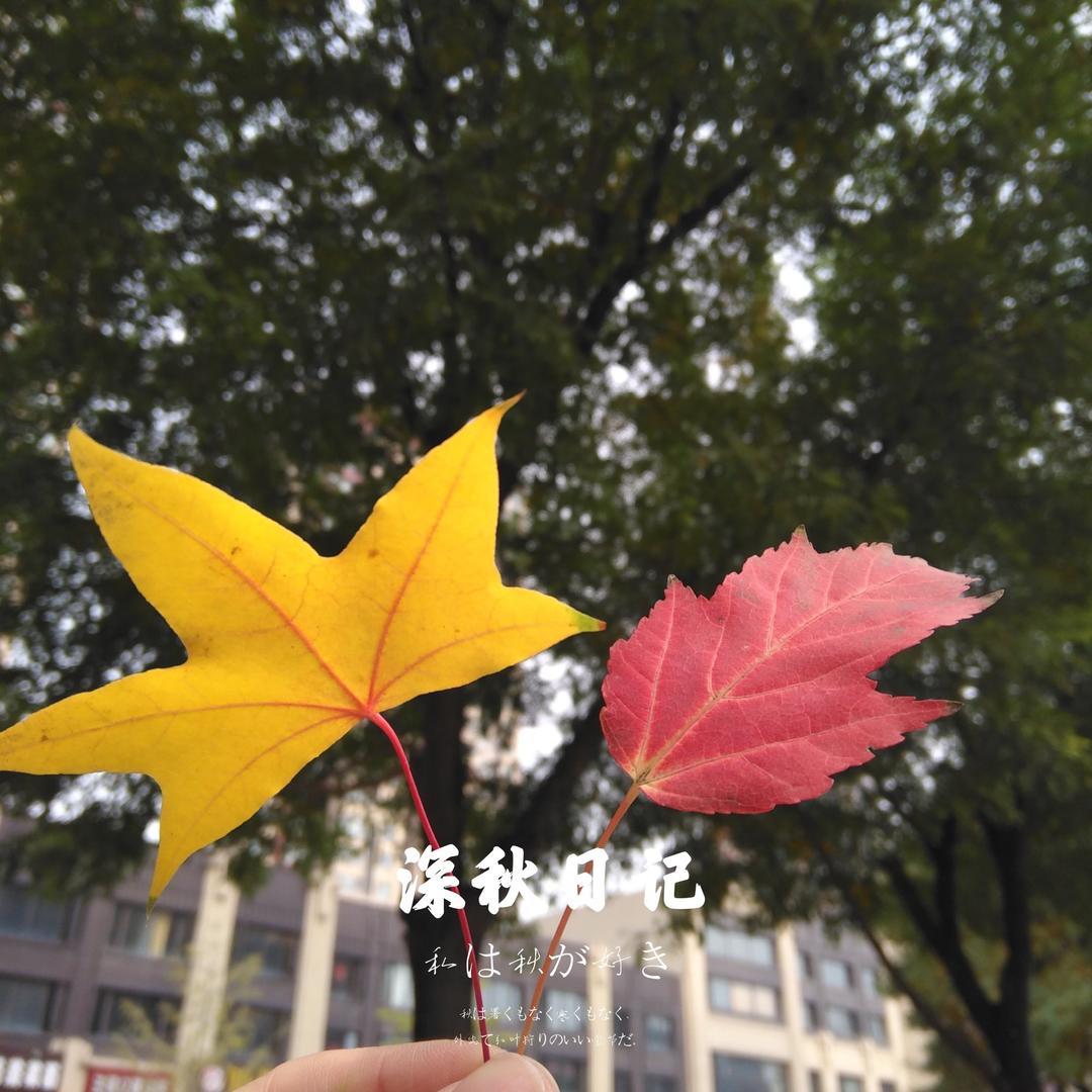 一叶知秋，刹那芳华