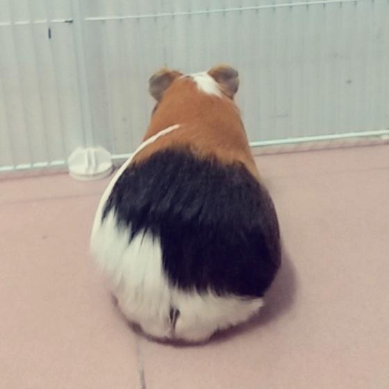 大棚里的饲料猪