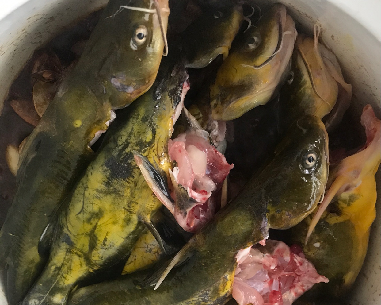 木火铁锅炖嘎鱼家常版，好吃就需两招～的做法