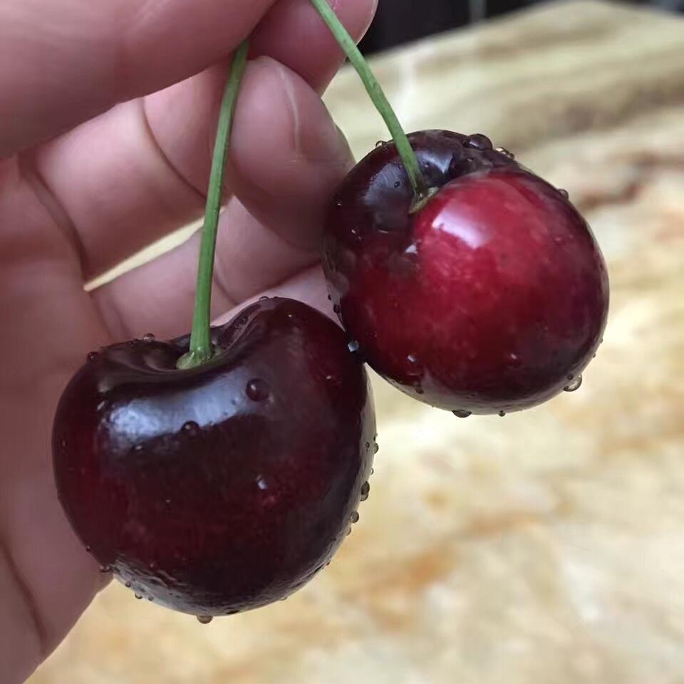 簡約Candy