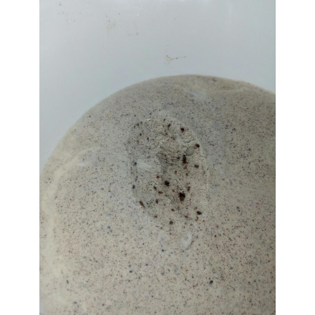 经典奥利奥冰淇淋