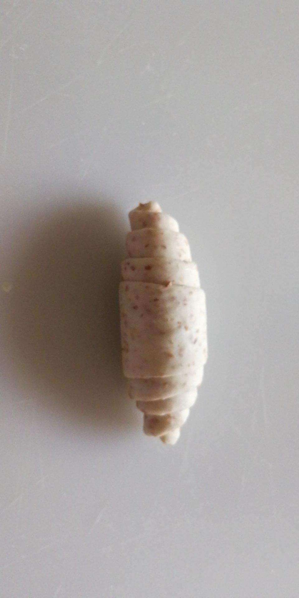全麦芝麻盐面包