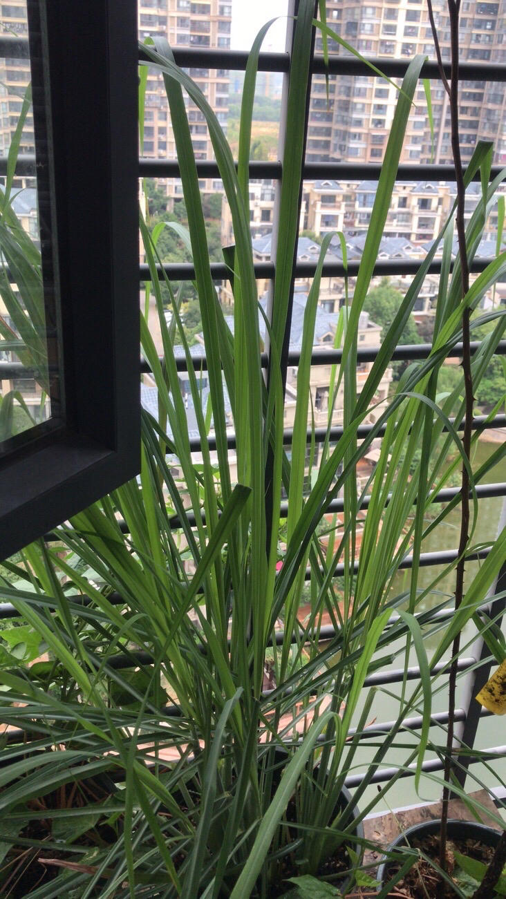 买回一把柠檬草/香茅不浪费，从此彻底实现香茅自由
