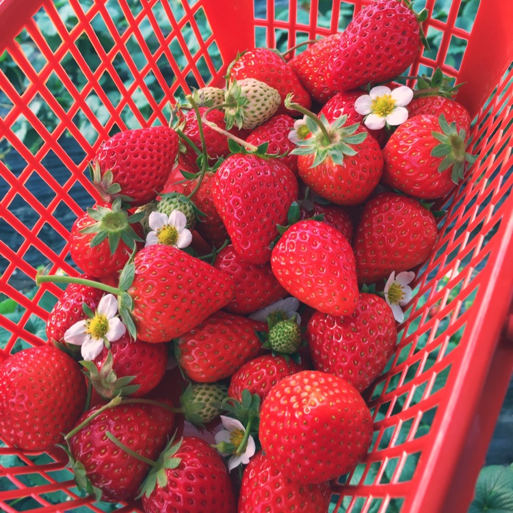 今冬第一颗草莓