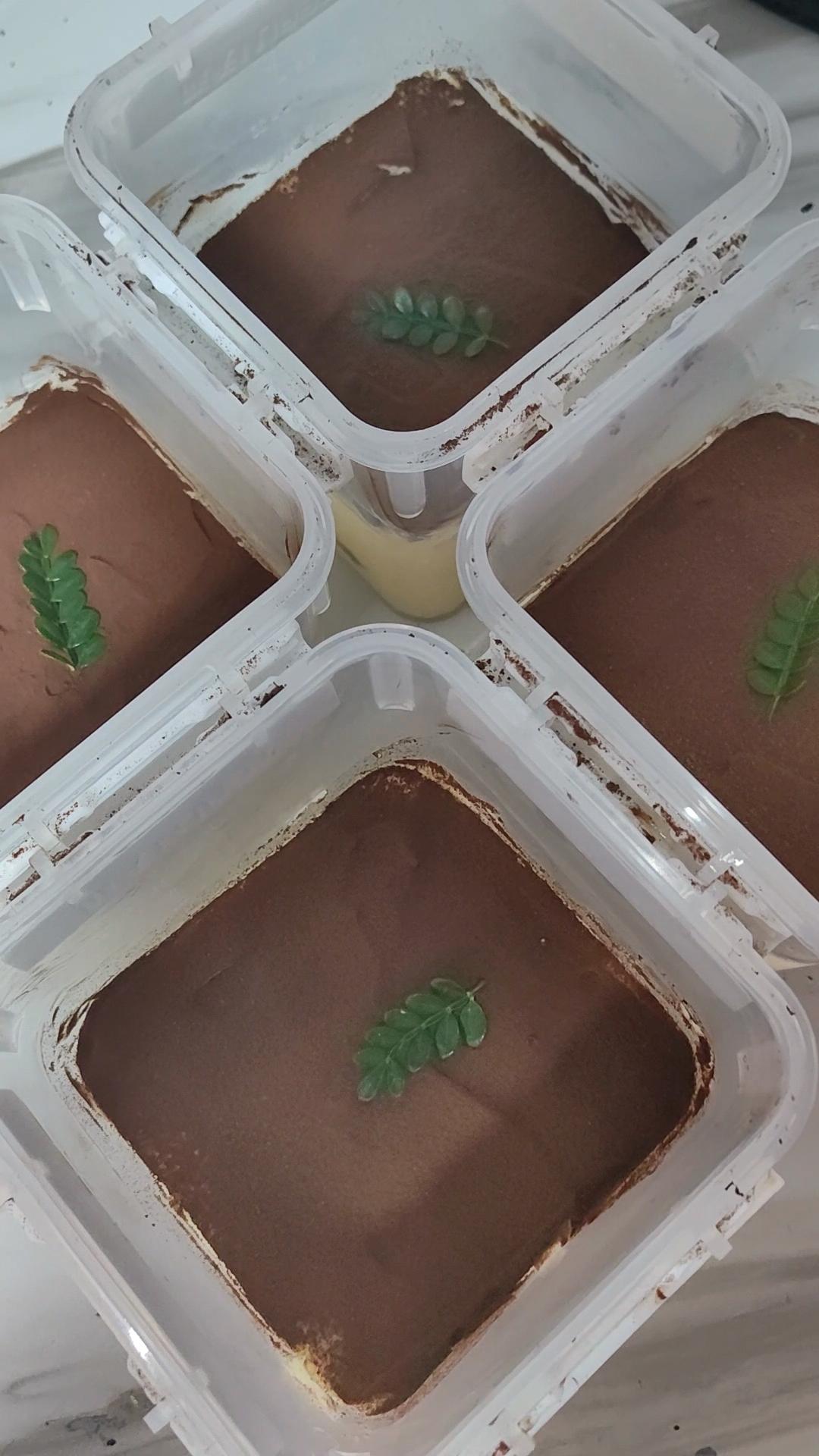 提拉米苏8寸（不用无菌蛋）