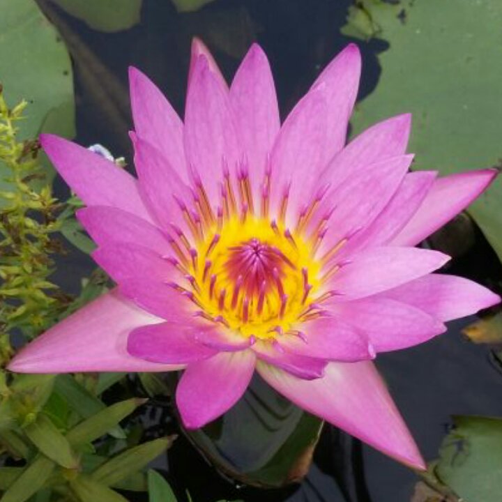 与人玫瑰