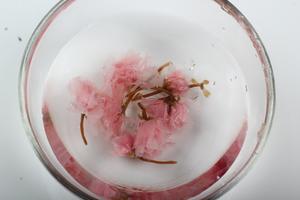 【樱花水信玄饼】水滴一样的迷の物的做法 步骤2
