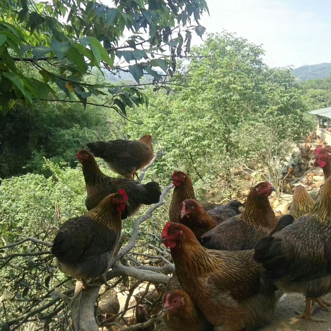 绿野臻凤清远土鸡