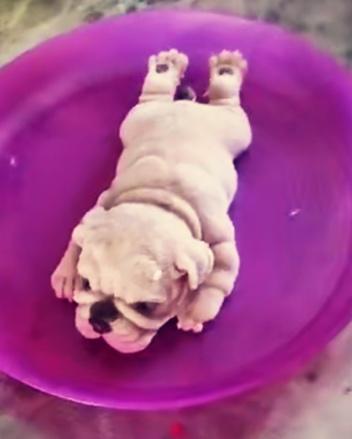 免烤3D立体狗蛋糕