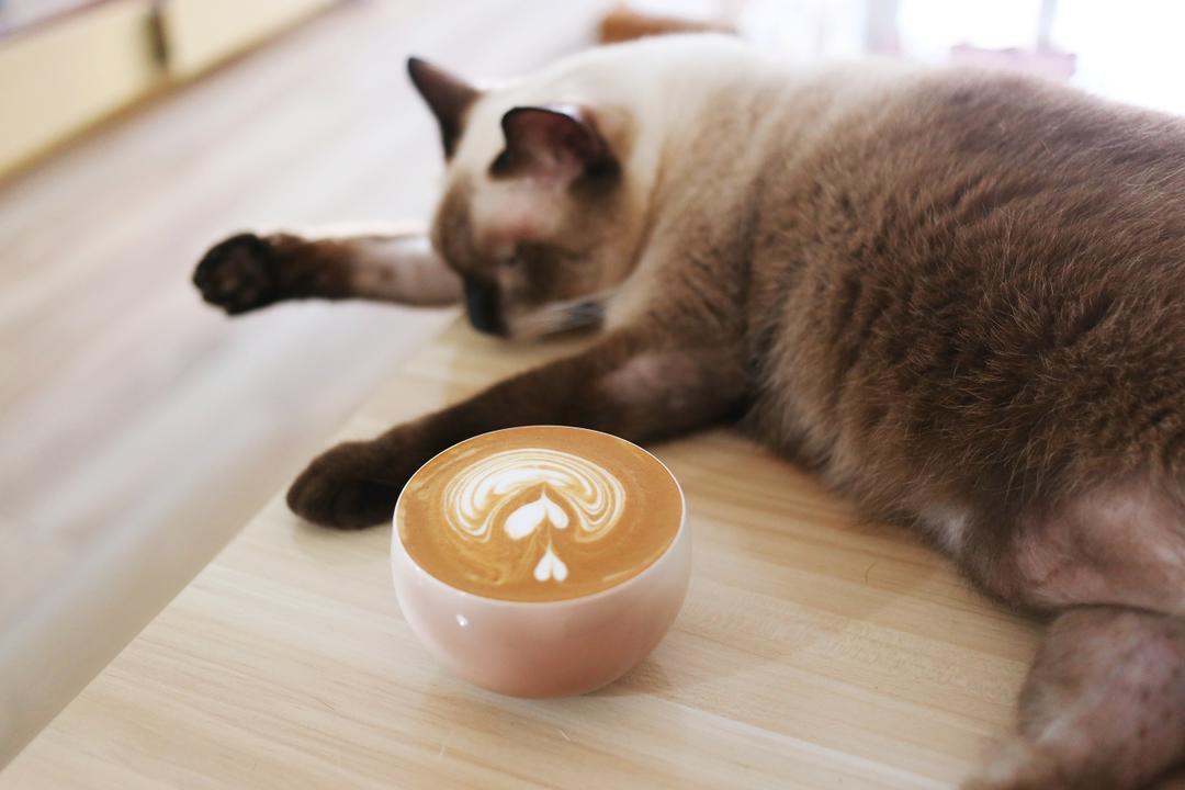 ☕自学拉花不急不嗔🐱