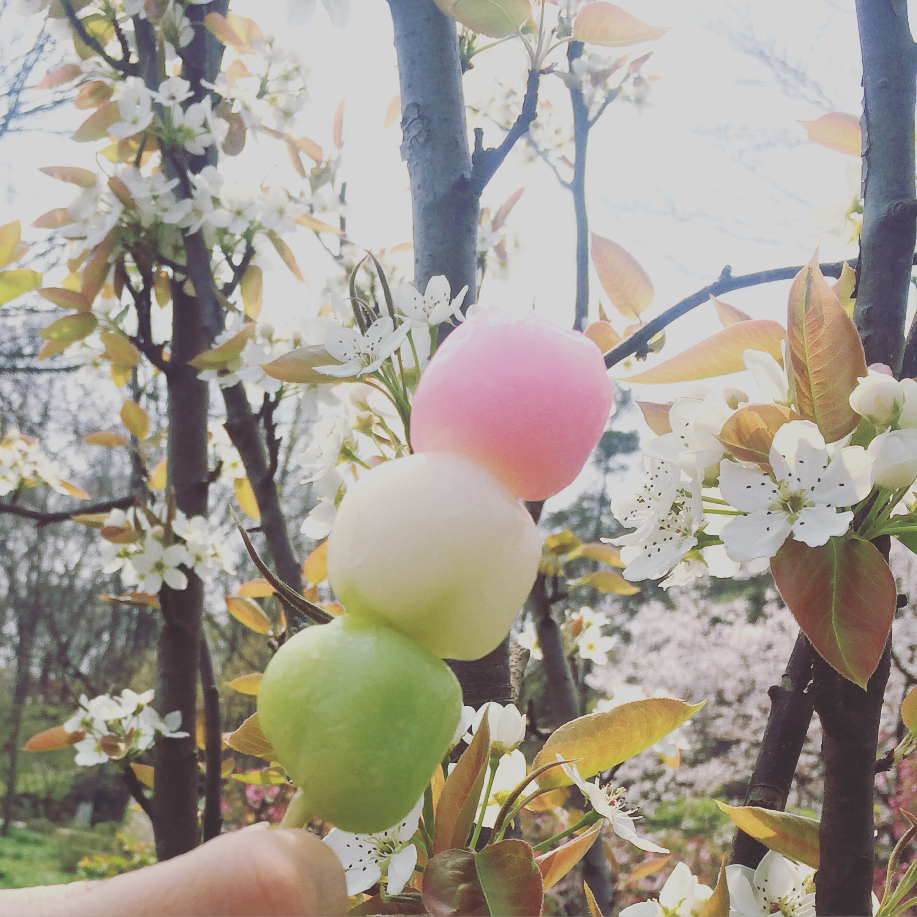 花见团子