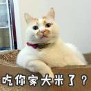 F锋子Z