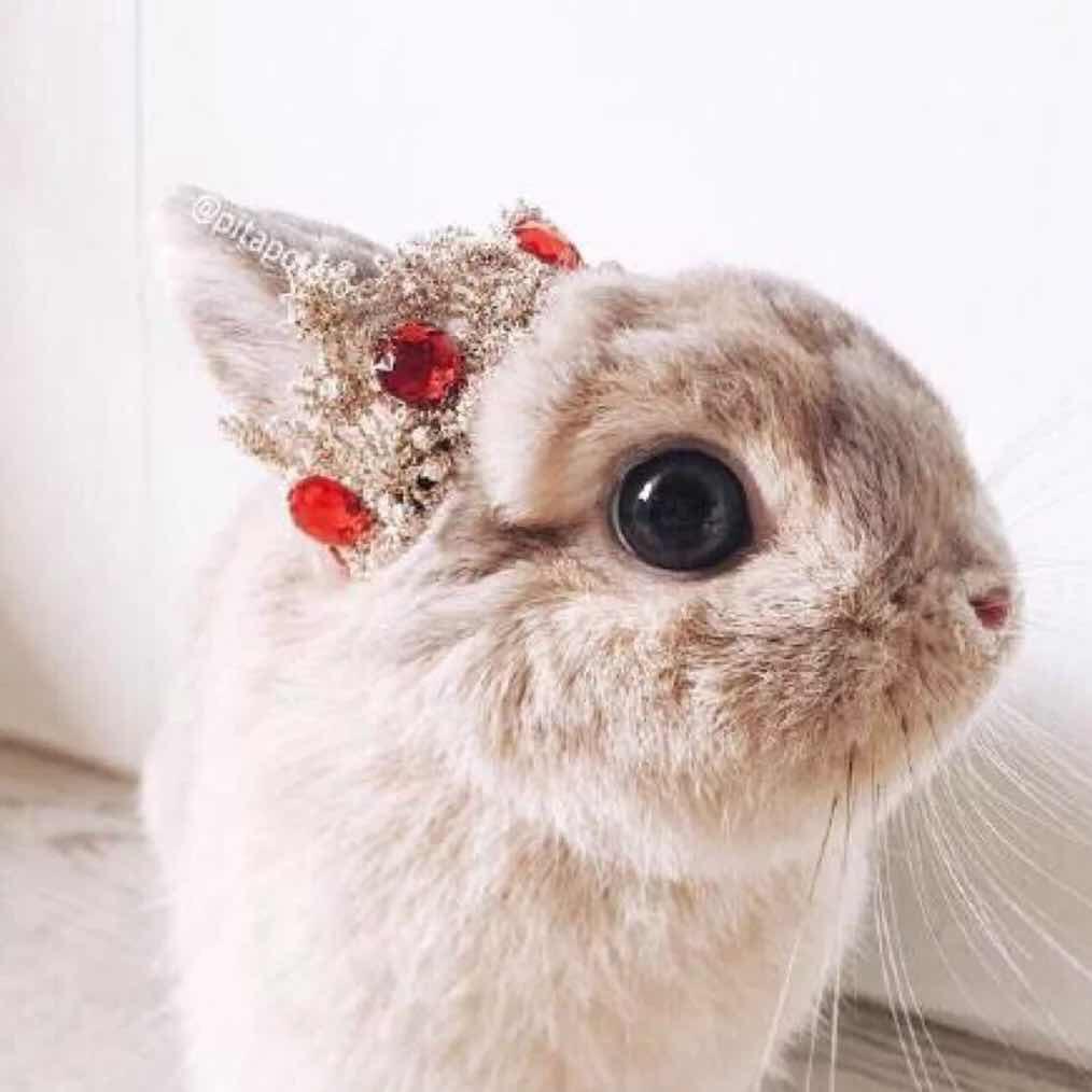 阿兰娜