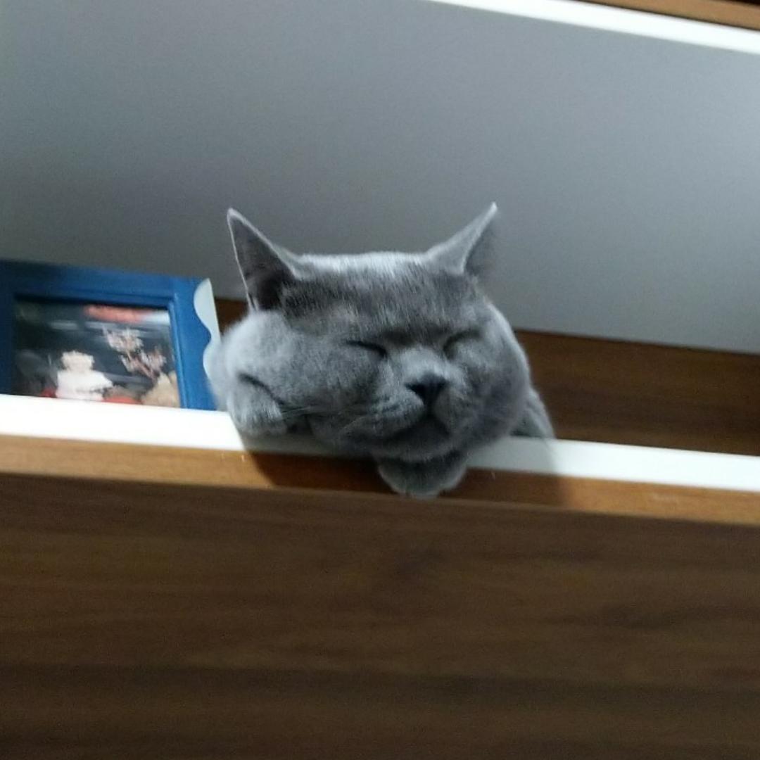 沈萌鱼