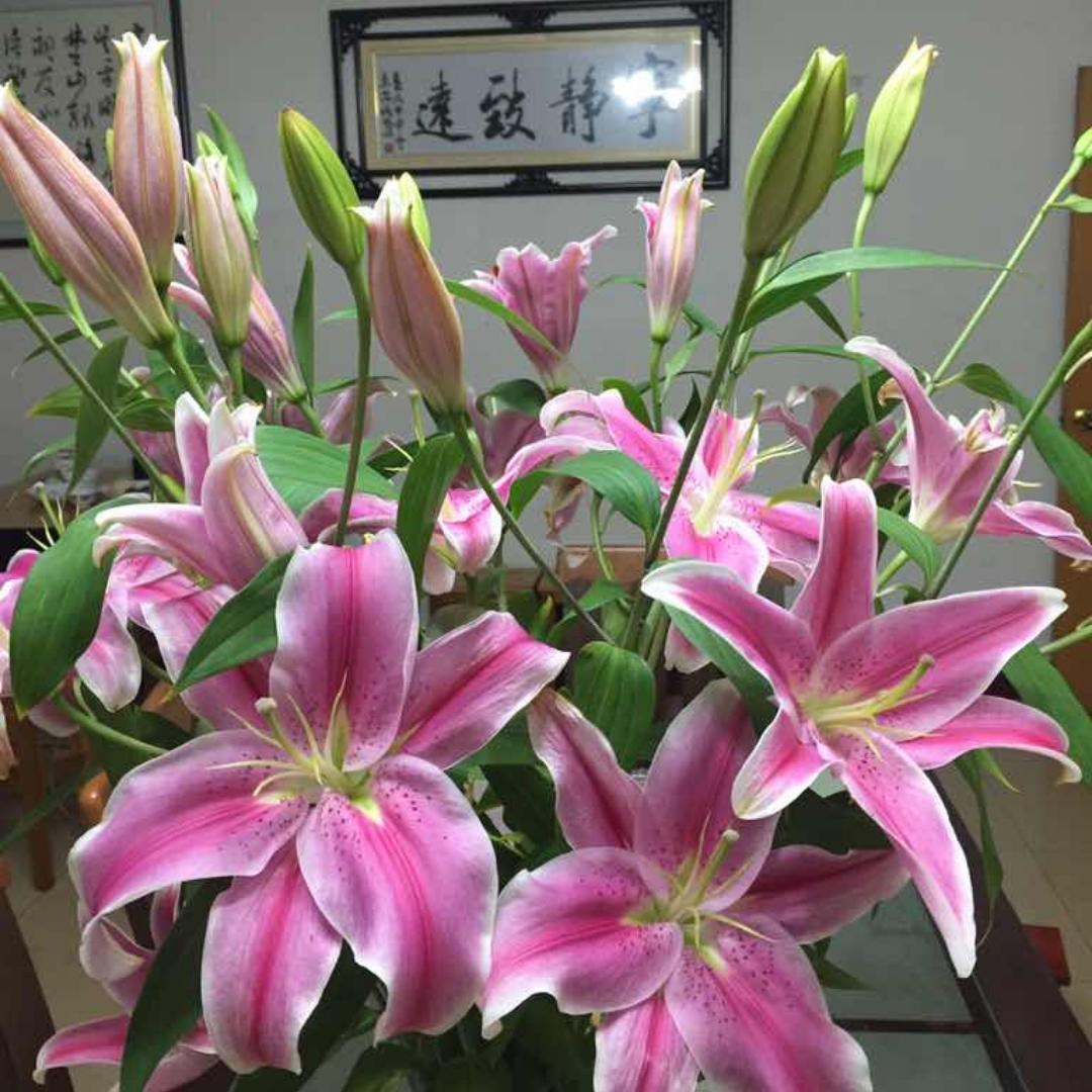 清风竹影a