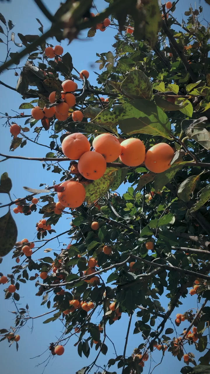 自制柿饼（详细记录全过程）