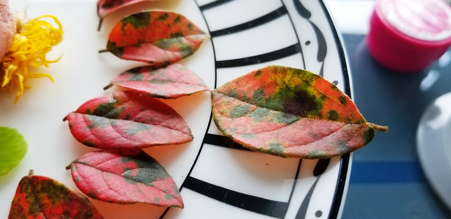 创意摆盘:用秋天的叶子妆点你的餐盘的做法 步骤1